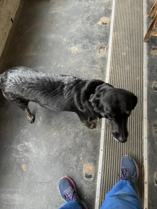 Lucy erster hund im bus