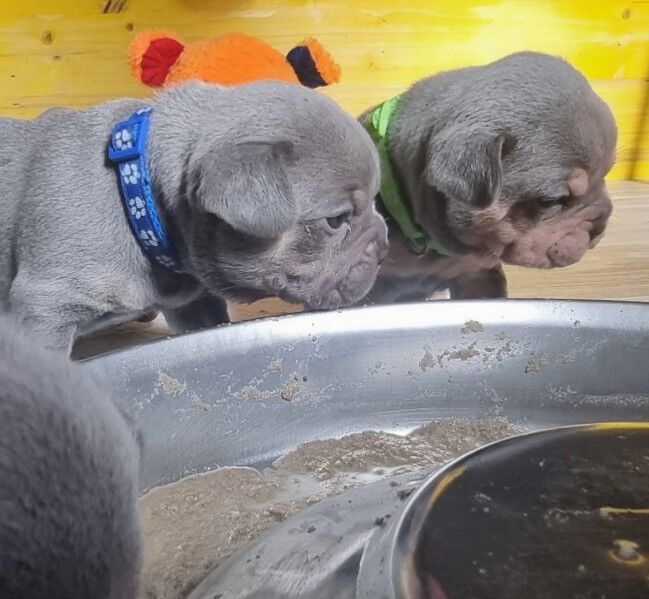 Valentin und loki