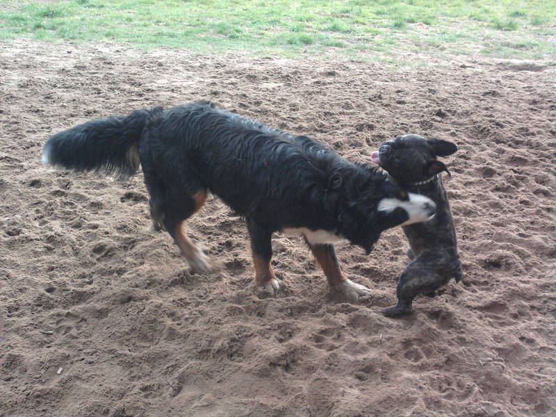 Buddy und Sam