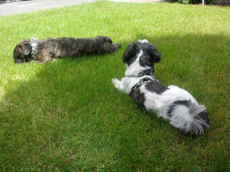 Buddy und Gizmo